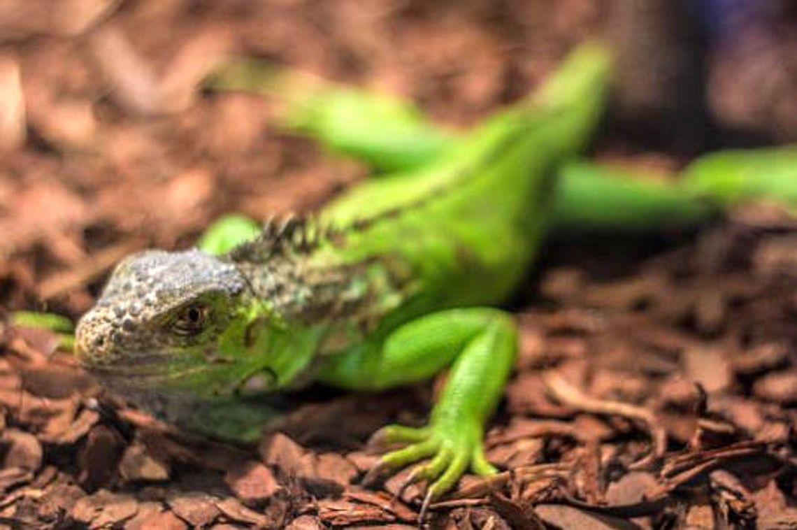 Wystawa gadów w galerii Twierdza Zamość (zdjęcia) 