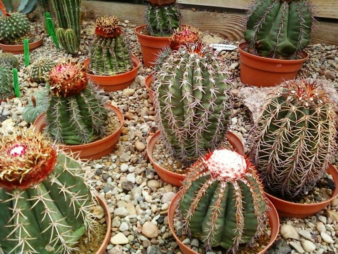 Wystawa kaktusów w Ogrodzie Botanicznym (zdjęcia)