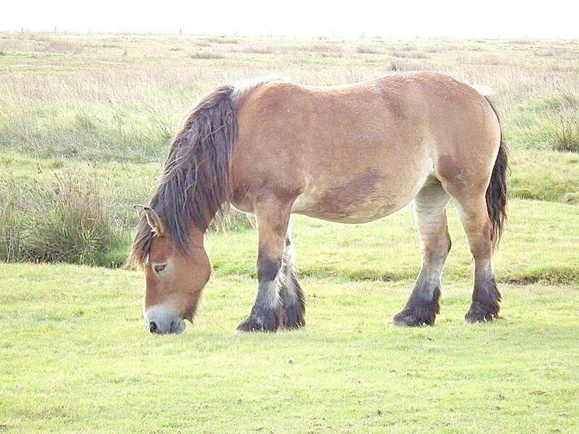 Wystawa koni zimnokrwistych w Tucznej