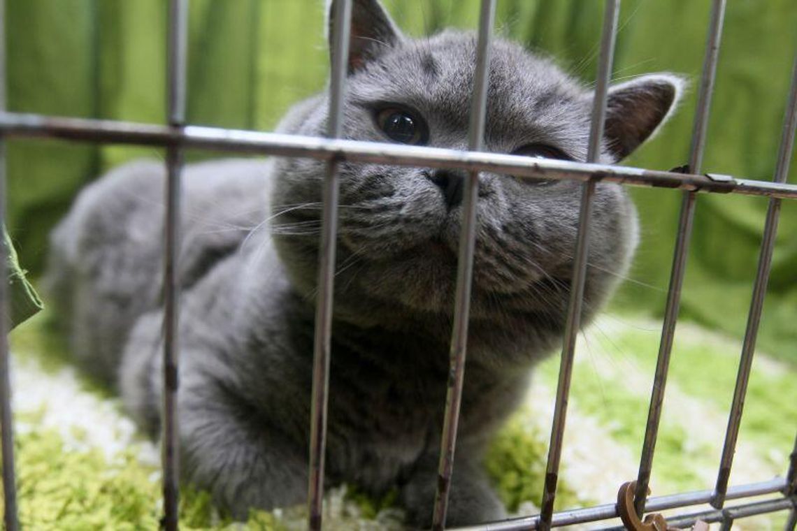 Wystawa kotów rasowych w Lublinie (zdjęcia, wideo) Wystawa kotów rasowych w Lublinie (zdjęcia, wideo)