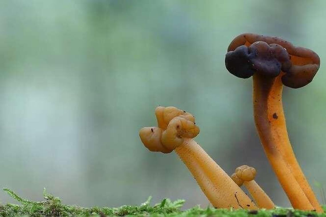 Wystawa poświęcona grzybom w Ogrodzie Botanicznym