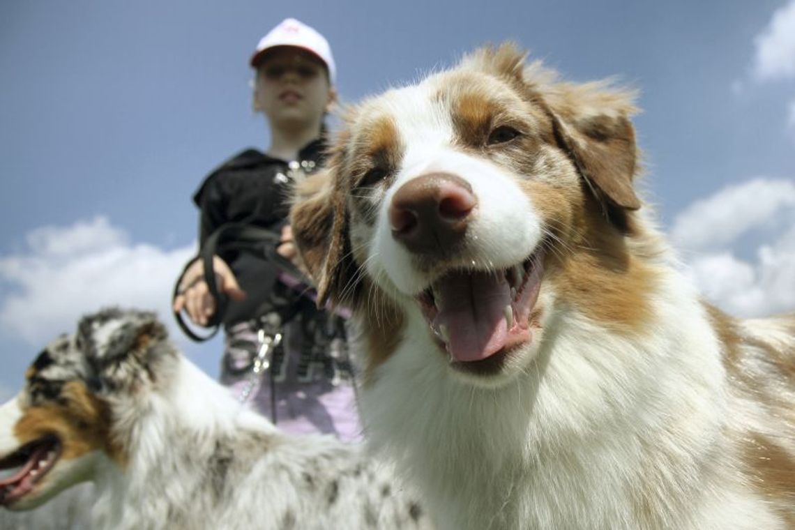Wystawa psów rasowych 2012 w Lublinie (zdjęcia, wideo)
