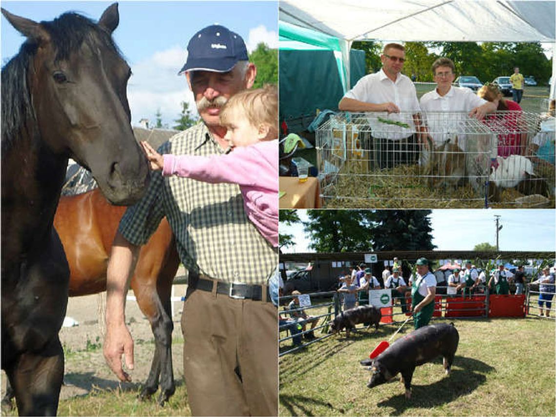 Wystawa w Sitnie. Hodowcy zaprezentują swoje zwierzęta