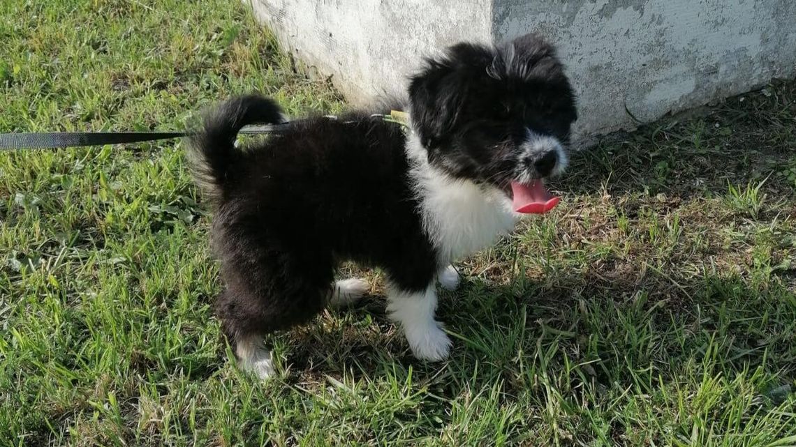 Wystraszony szczeniak przy DK17. Policja poszukuje właściciela 