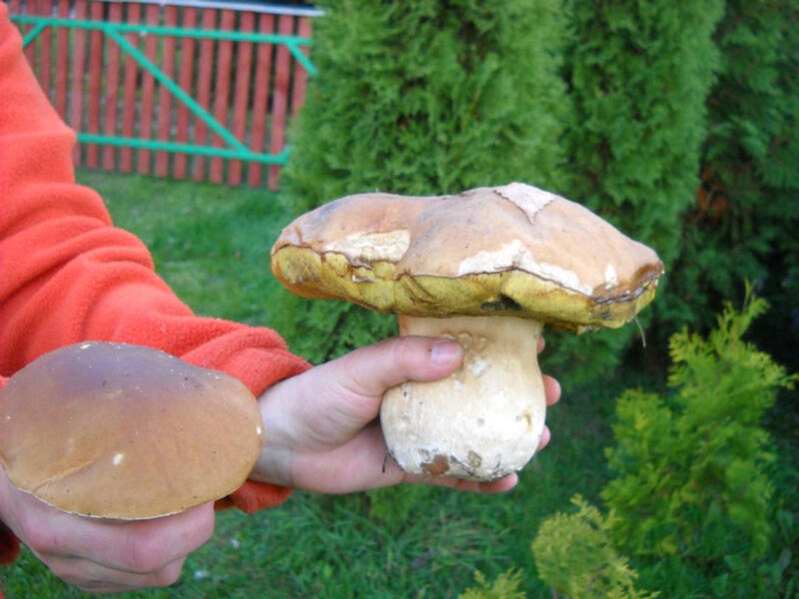 Wysyp grzybów. Nasza Czytelniczka znalazła ogromnego borowika (zdjęcia) Wysyp grzybów. Nasza Czytelniczka znalazła ogromnego borowika (zdjęcia)