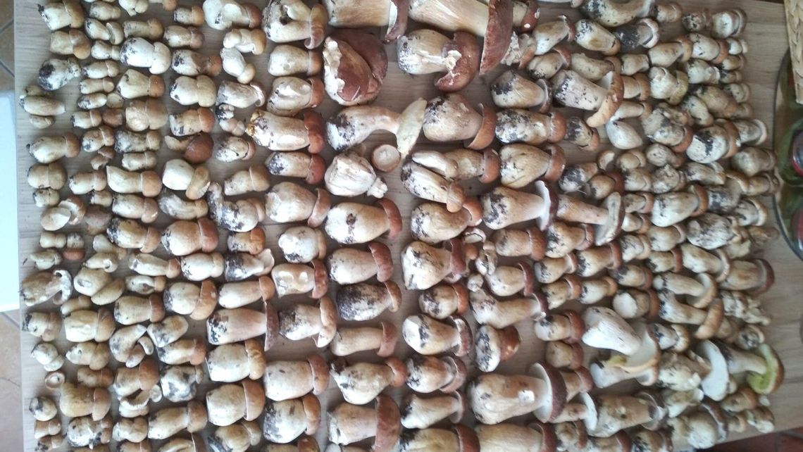 Wysyp grzybów w lasach. Nasi Czytelnicy wracają z całymi bagażnikami grzybów