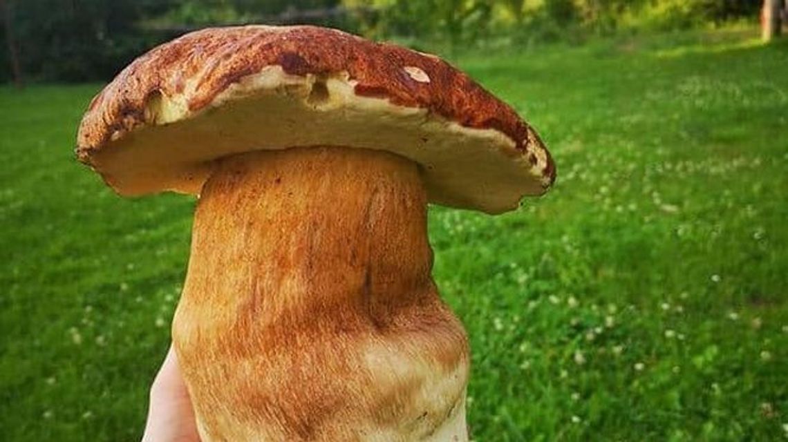 Wysyp grzybów w lasach w Lubelskiem. "Po pół godzinie mam 12 borowików"