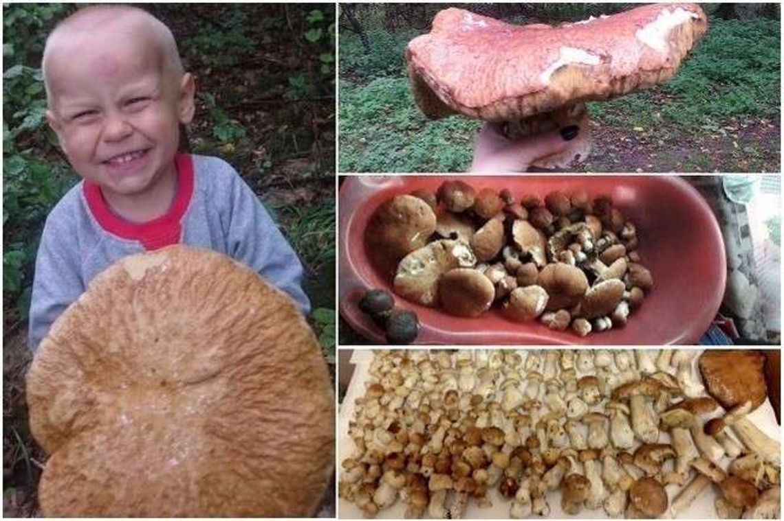 Wysyp grzybów w lubelskich lasach. Wasze zdjęcia