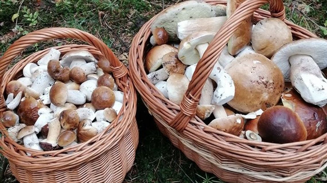 Wysyp grzybów w Lubelskiem. Gdzie najlepiej wybrać się na prawdziwki? [zdjęcia]