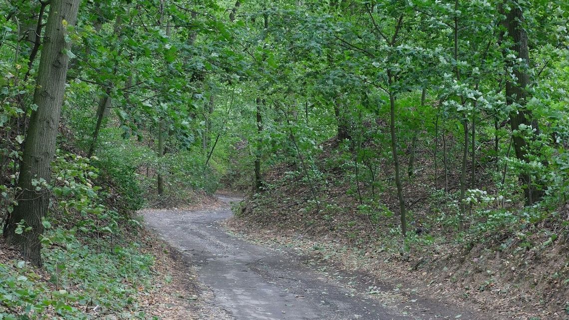 Wyszła na grzyby i nie wróciła do domu. Tragiczny finał poszukiwań