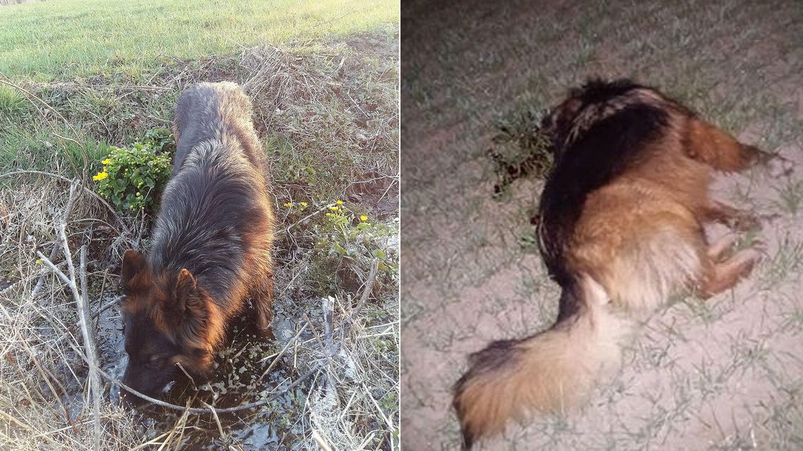 Wyszła z owczarkiem na spacer. Ktoś zastrzelił psa i odjechał Wyszła z owczarkiem na spacer. Ktoś zastrzelił psa i odjechał