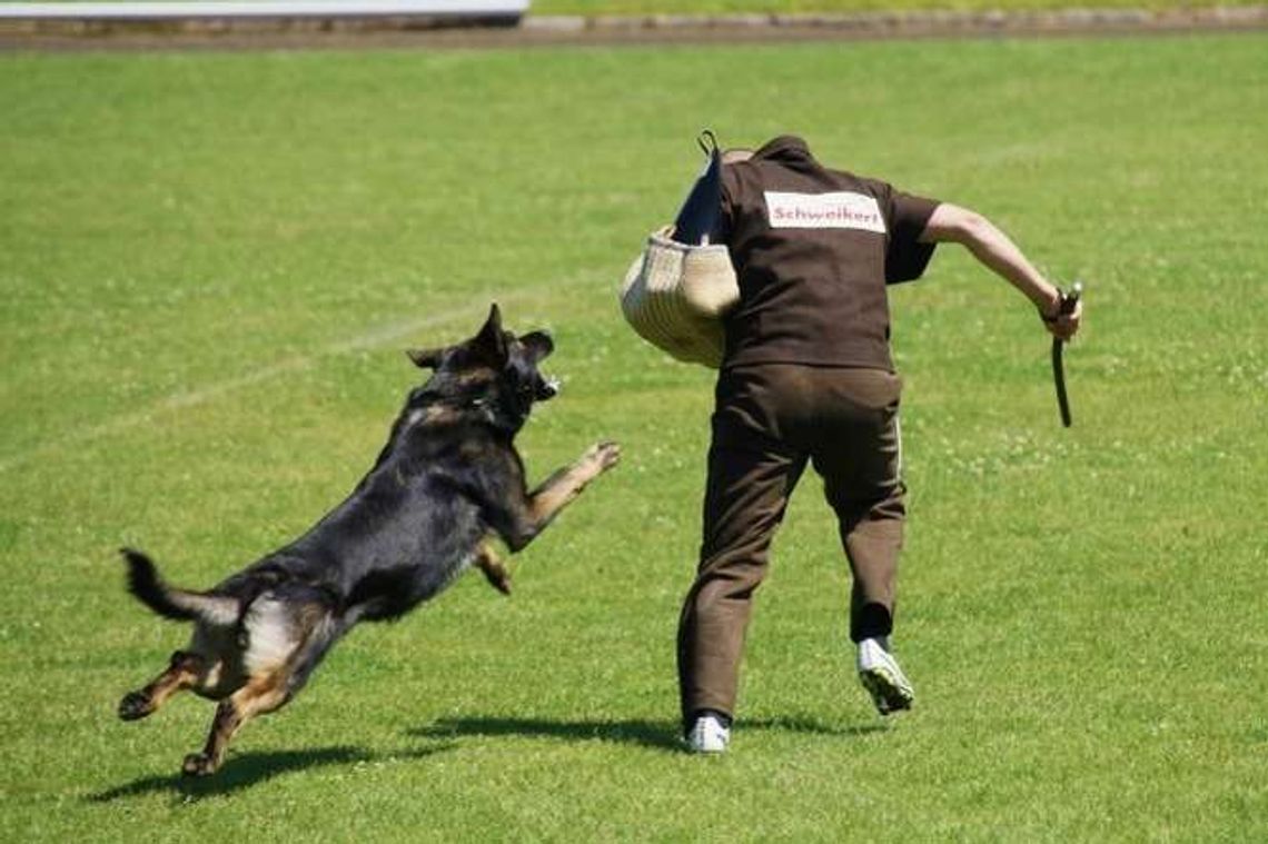 Wytropić, ugryźć, obronić. Co musi umieć dobrze wyszkolony owczarek niemiecki?