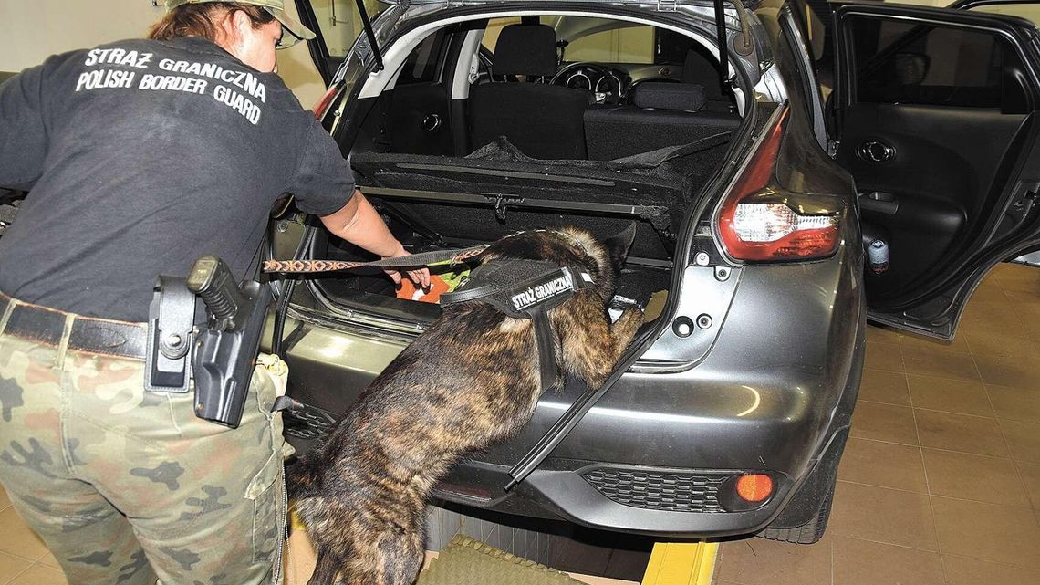 Wywąchał narkotyki za 3,8 mln zł Wywąchał narkotyki za 3,8 mln zł