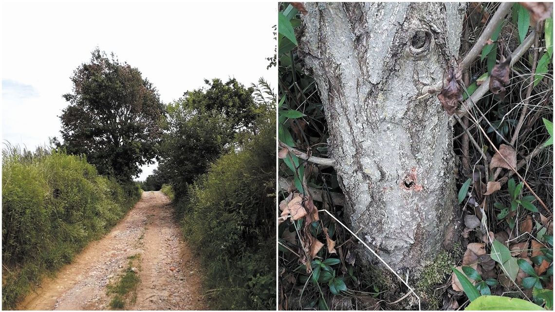 Wywiercił dziury w 150-letnim dębie. Kolejne drzewa na celowniku truciciela