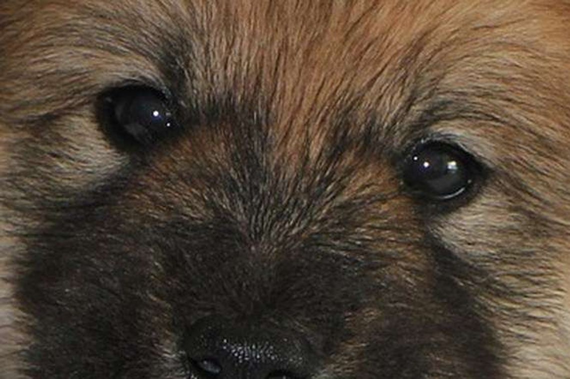 Wywiózł i porzucił szczeniaki. Grożą mu dwa lata więzienia