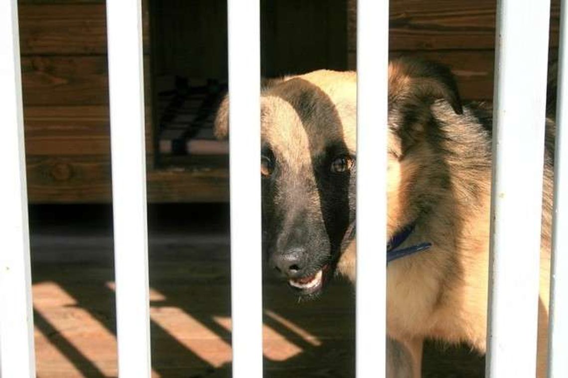 Wzrosną kary za bestialskie traktowanie zwierząt. Nawet pięć lat więzienia