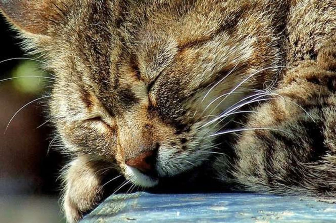 Z całej siły uderzył kotem w krawędź dachu. Zwierzę nie przeżyło Z całej siły uderzył kotem w krawędź dachu. Zwierzę nie przeżyło