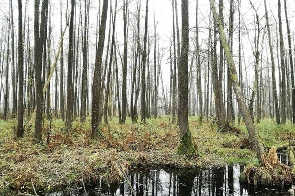 Z góry na rezerwat już nie popatrzysz. Dlaczego zniknęły platformy widokowe? Z góry na rezerwat już nie popatrzysz. Dlaczego zniknęły platformy widokowe?