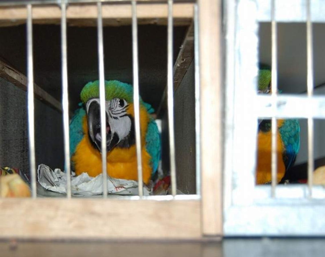 Z granicy do zoo. Przemytnik wpadł z papugami