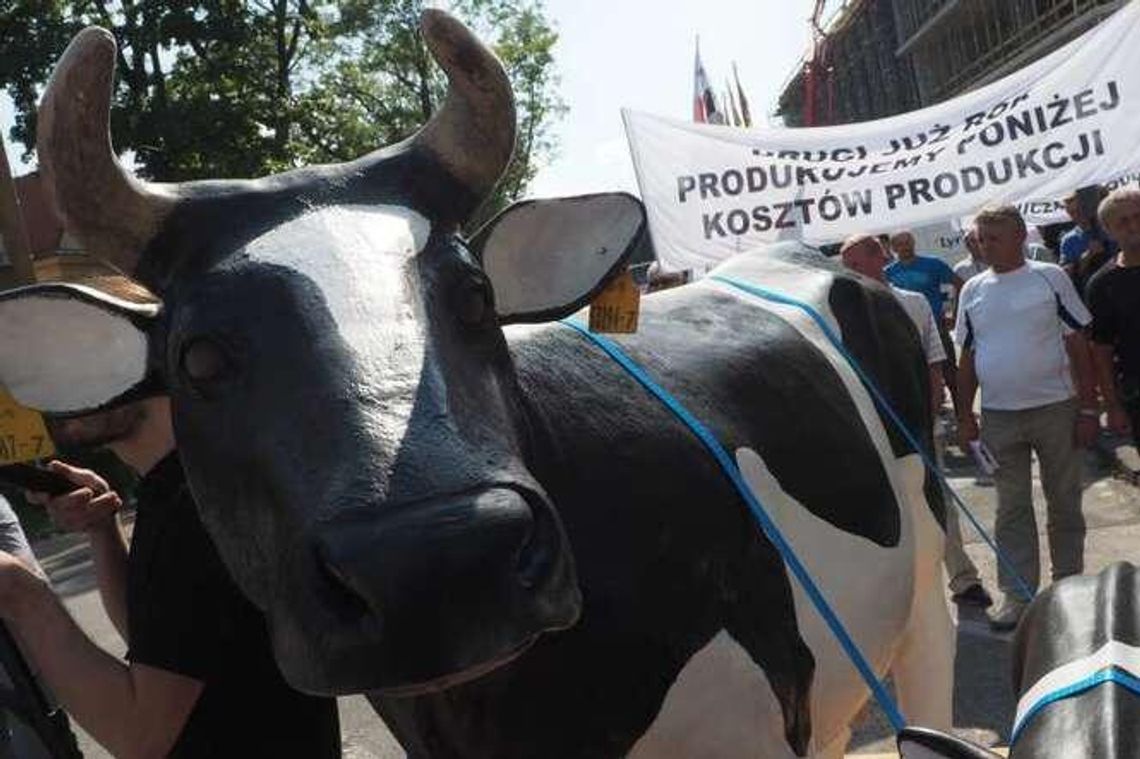 Z krową do wojewody. Producenci mleka walczą o lepsze ceny