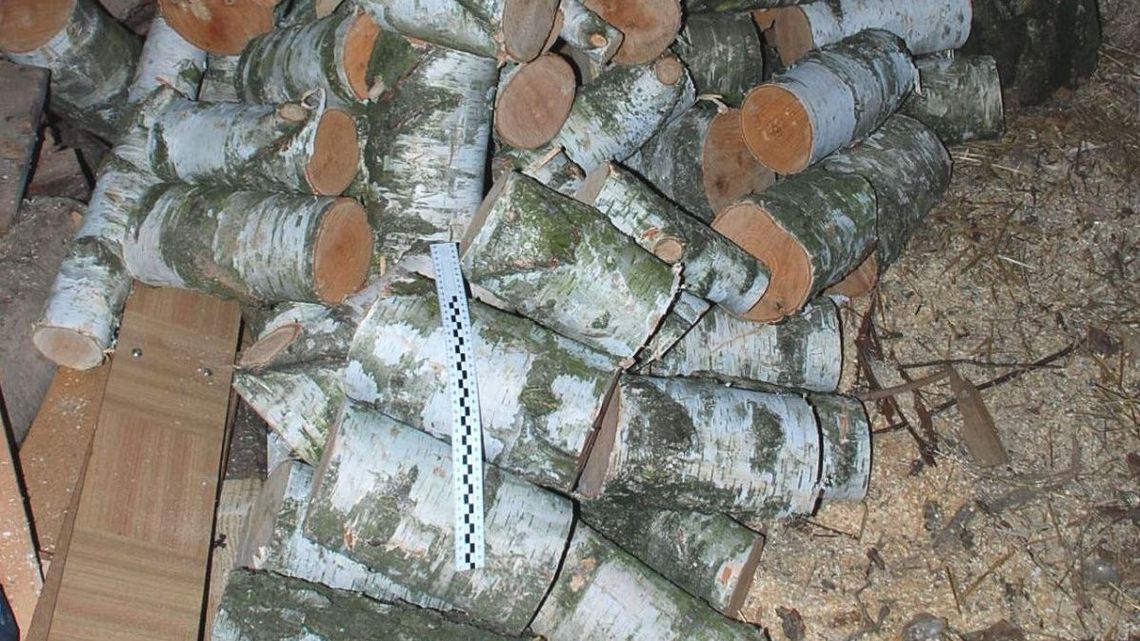 Z lasu zniknęło 25 brzóz. Wiedzą kto wyciął i kto kupił