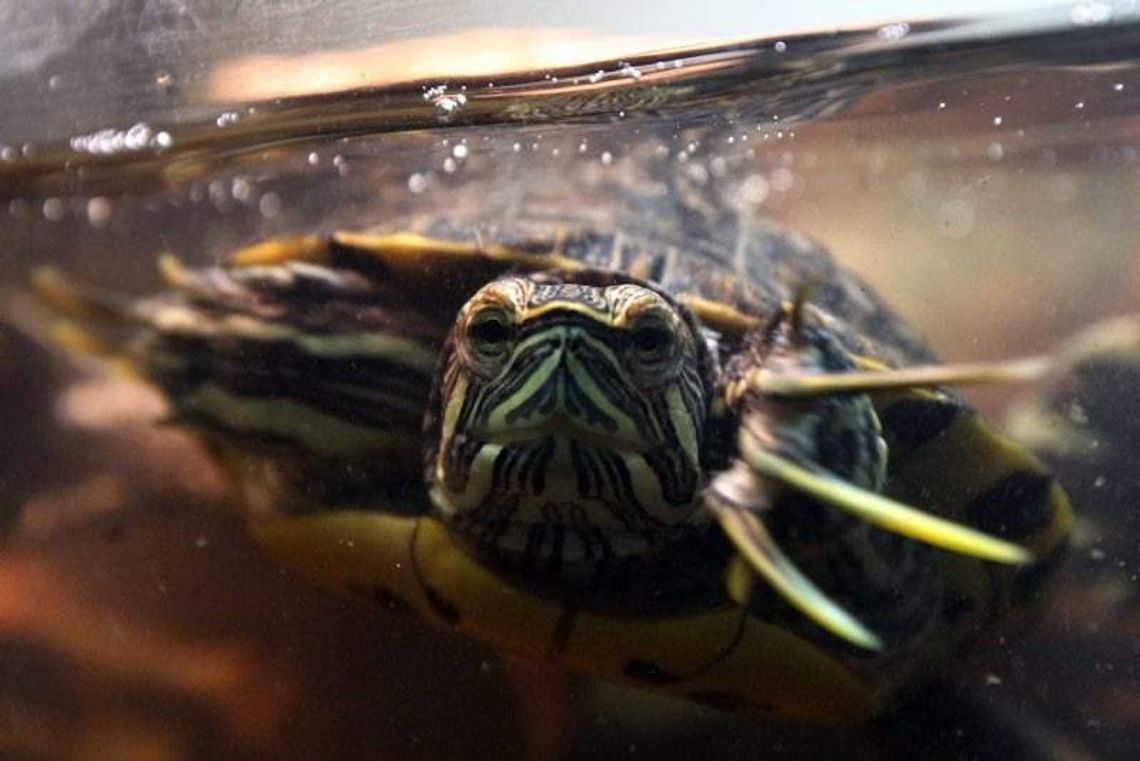 Z miłości do zwierząt: Dzień otwarty w schronisku (zdjęcia)