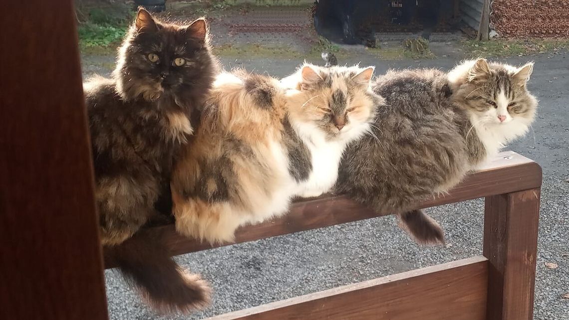 Z okazji Światowego Dnia Kota - specjalna galeria od naszych Czytelników