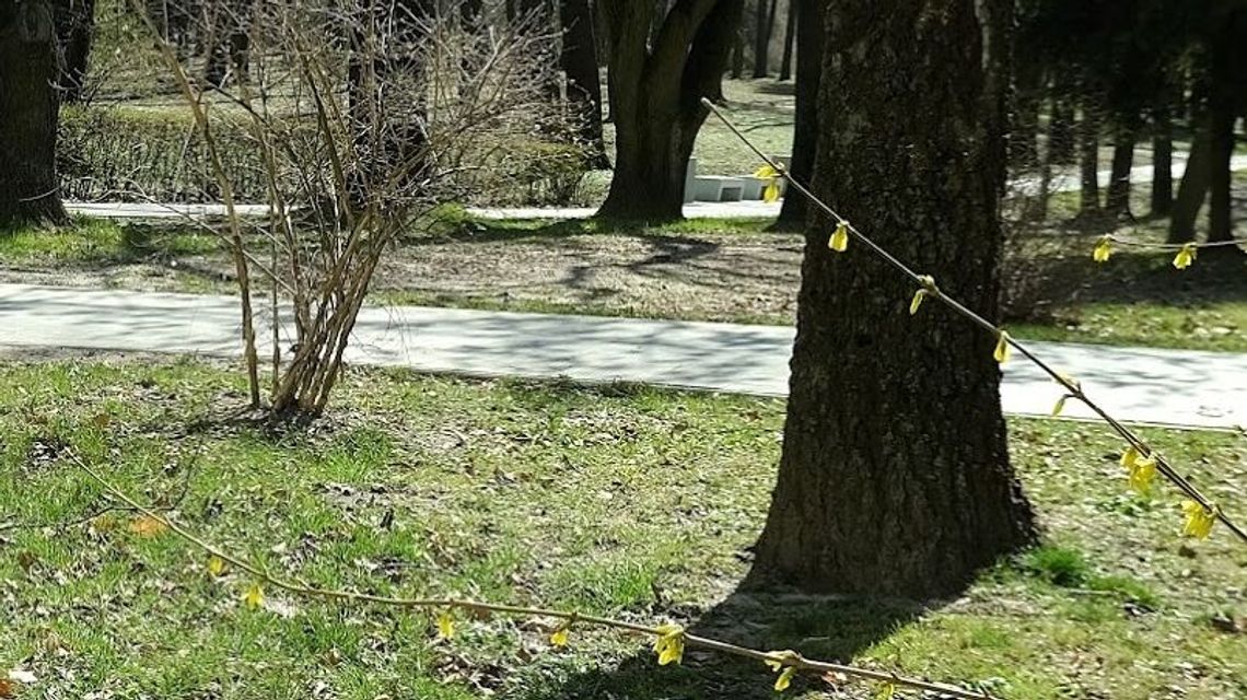 Z parku w Lubartowie notorycznie znikały sadzonki krzewów