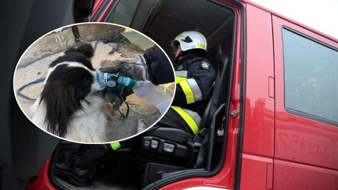 Z pożaru koło Zamościa nie udało się uratować mężczyzny, ale strażacy zajęli się jego psem
