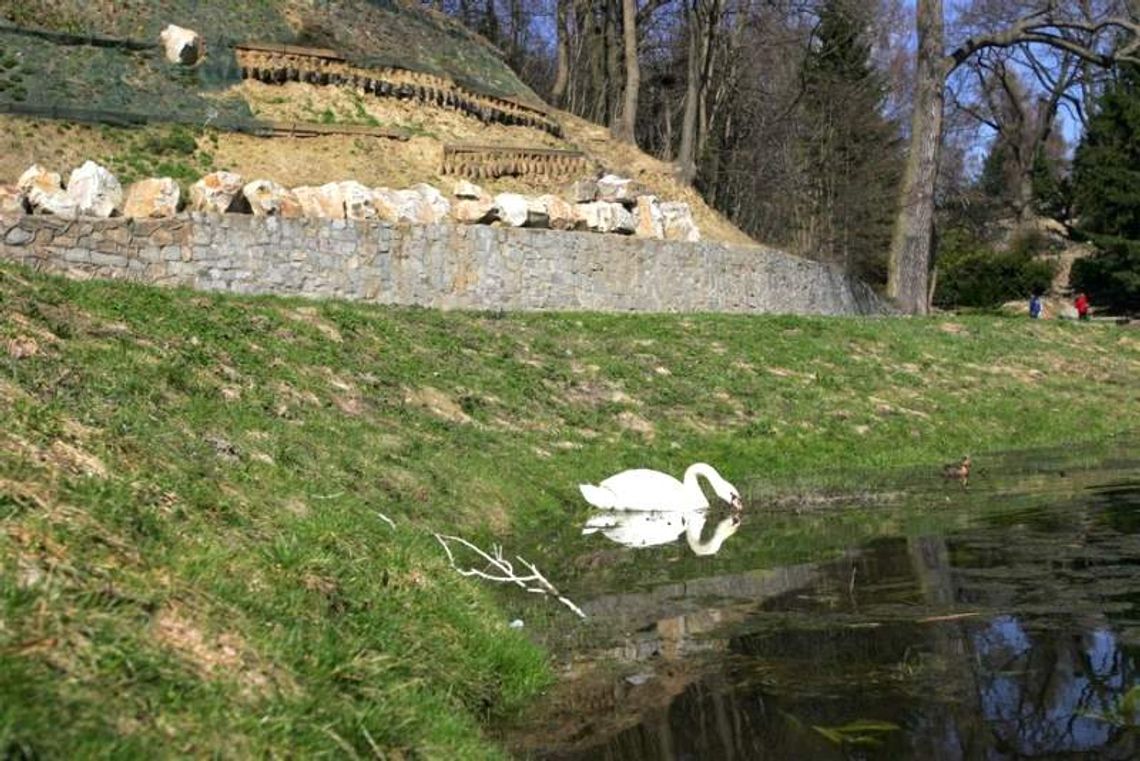 Z przewodnikiem po Ogrodzie Botanicznym. O tulipanach Z przewodnikiem po Ogrodzie Botanicznym. O tulipanach