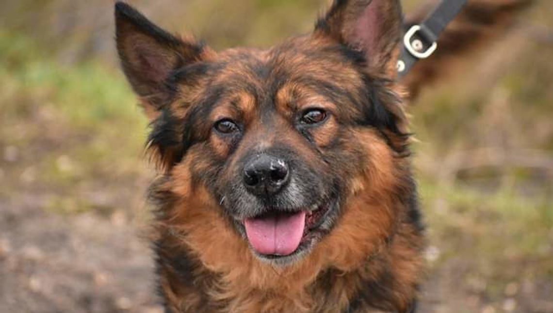 Z psem w domu raźniej. Liczba adopcji się nie zmniejszyła