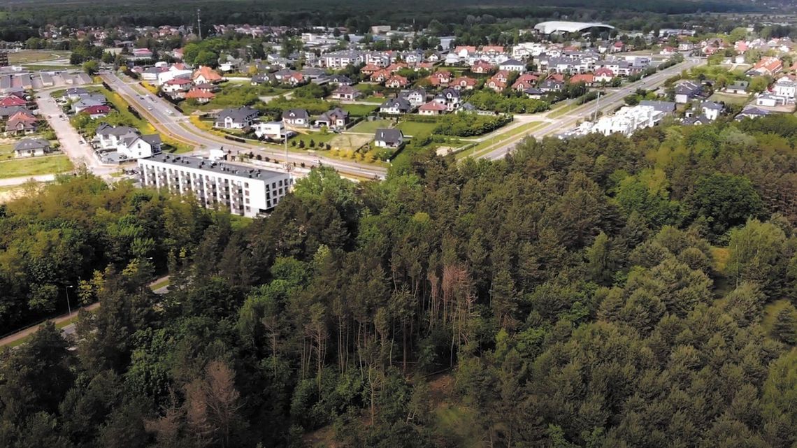 Z puławskich lasów przez kilka lat zniknęło 40 tysięcy drzew
