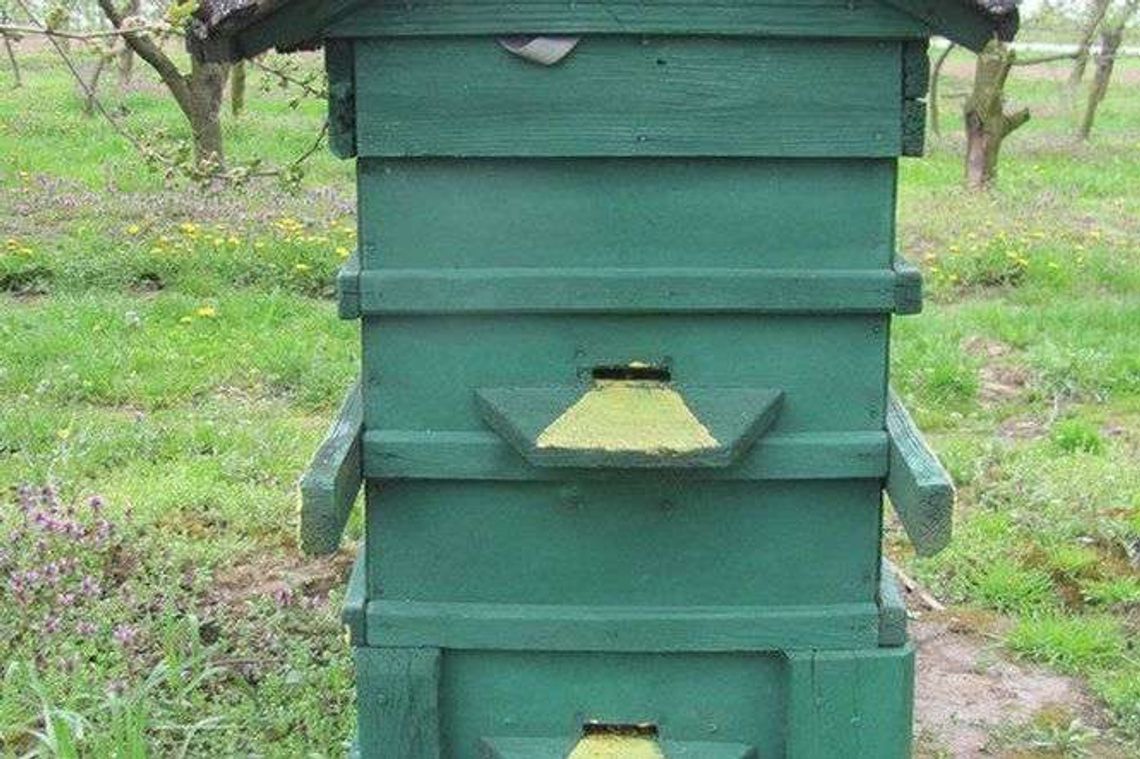 Z sadu zniknęły ule z pszczołami. "Owady mogą nie przetrwać zimy"