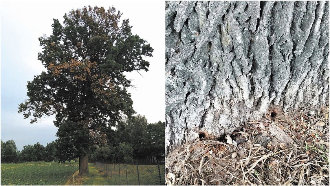 Z wiertarką na drzewo. Kto truje stuletni dąb?