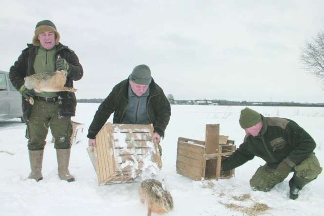Z woliery na wolność. Wypuścili 280 zajęcy Z woliery na wolność. Wypuścili 280 zajęcy