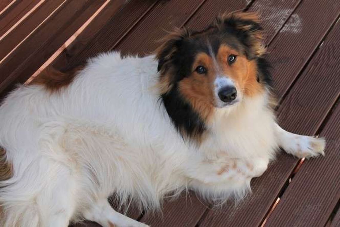 Zaatakował sąsiadkę, chciał zabić jej psa. Prokuratura w Puławach oddaje sprawę Lublinowi