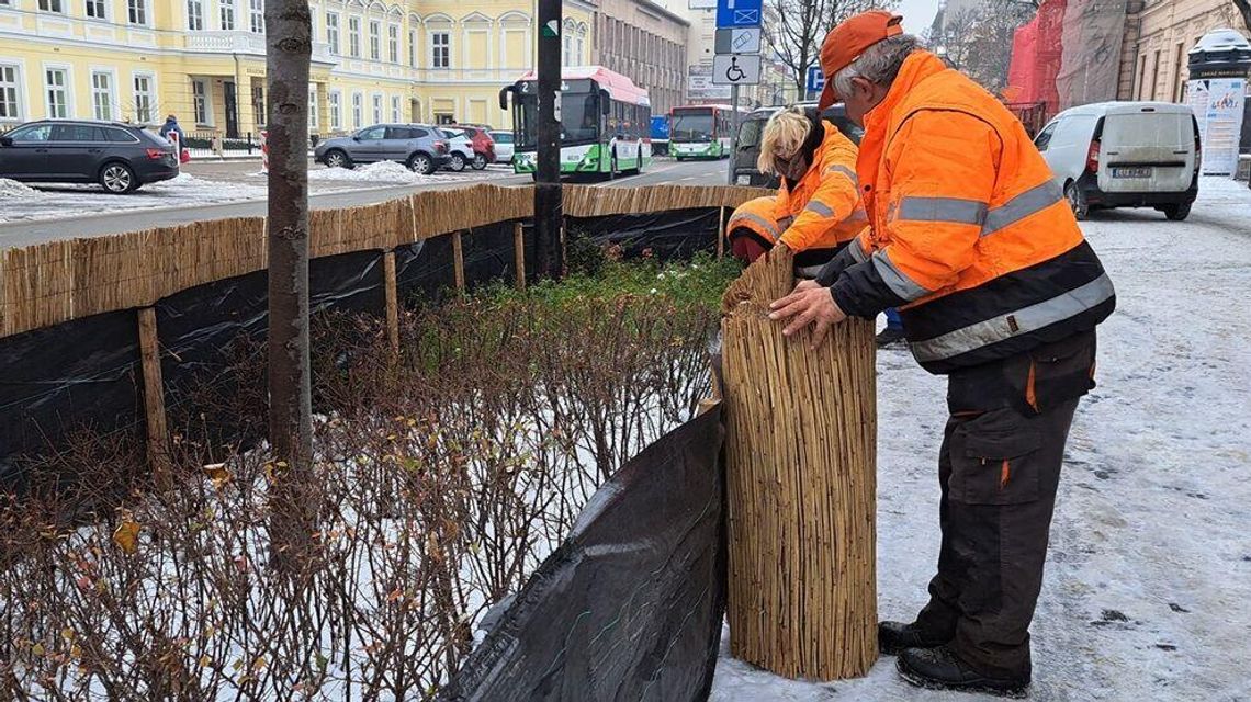 Zabezpieczają zieleńce. Nie chodzi o śnieg i mróz