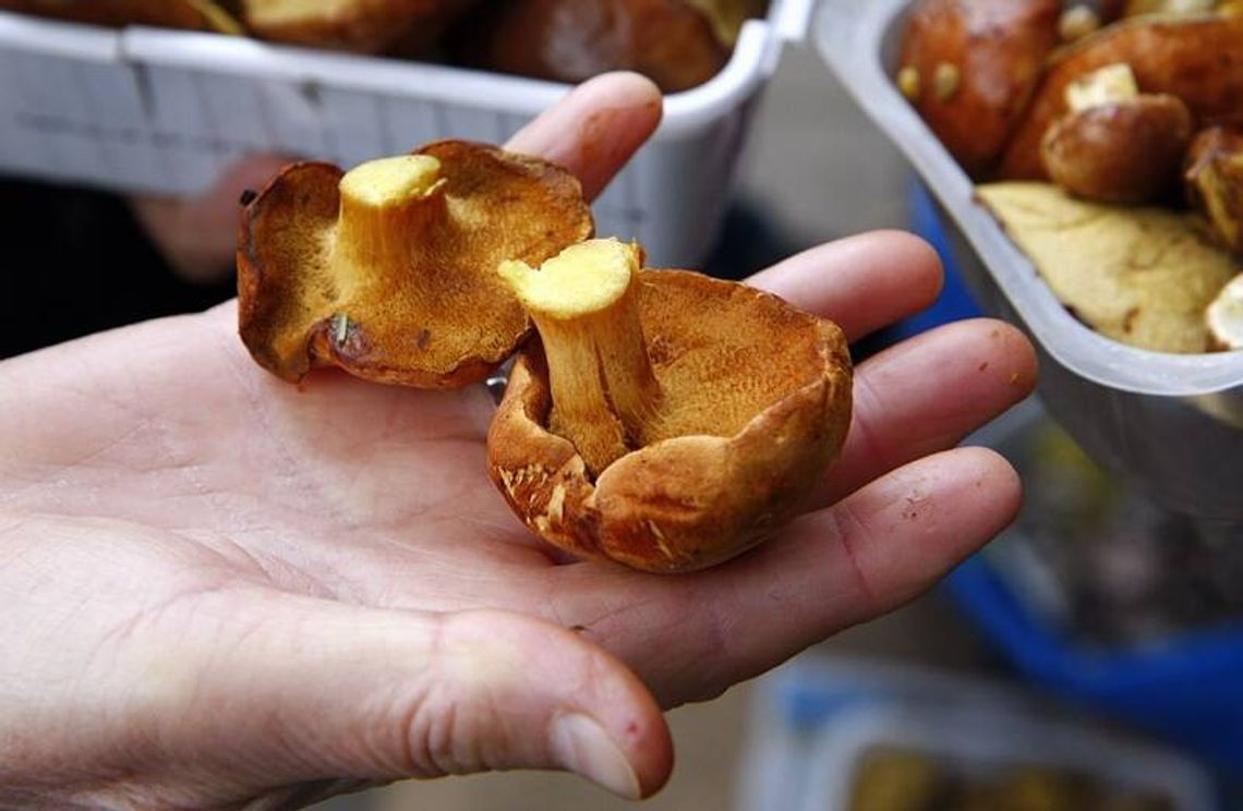 Zabłądziła na grzybach, zadzwoniła po policję