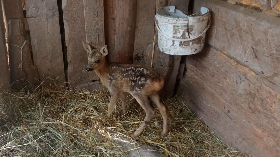 Zabrał małą sarnę z łąki i przez tydzień się nią "opiekował". Wyjaśniamy, dlaczego to nieodpowiedzialne zachowanie