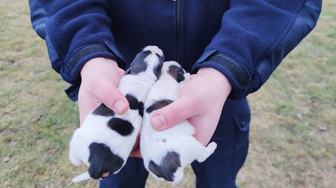 Zabrali właścicielowi cztery psy. Czy inne szczeniaki były tu zakopywane żywcem? Zabrali właścicielowi cztery psy. Czy inne szczeniaki były tu zakopywane żywcem?