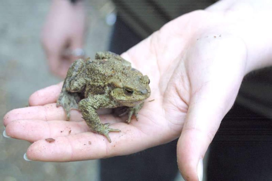 Żaby giną w drodze na randkę. Potrzeba ochotników do przenoszenia przez jezdnię