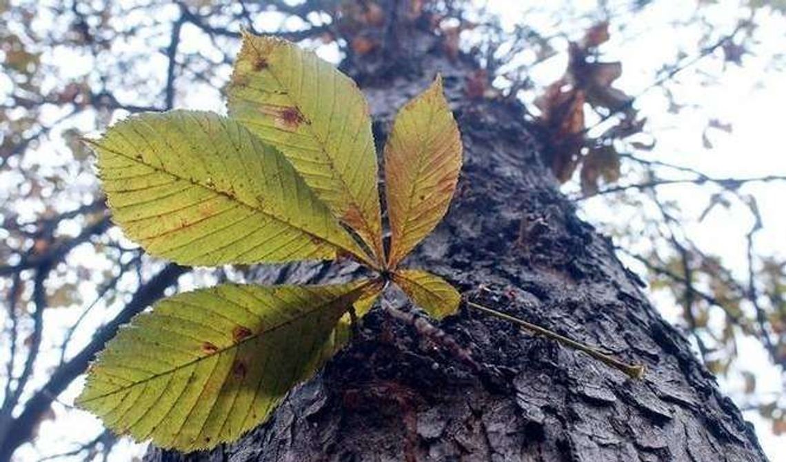Zaczęło się zastawianie pułapek na szkodnika niszczącego kasztanowce