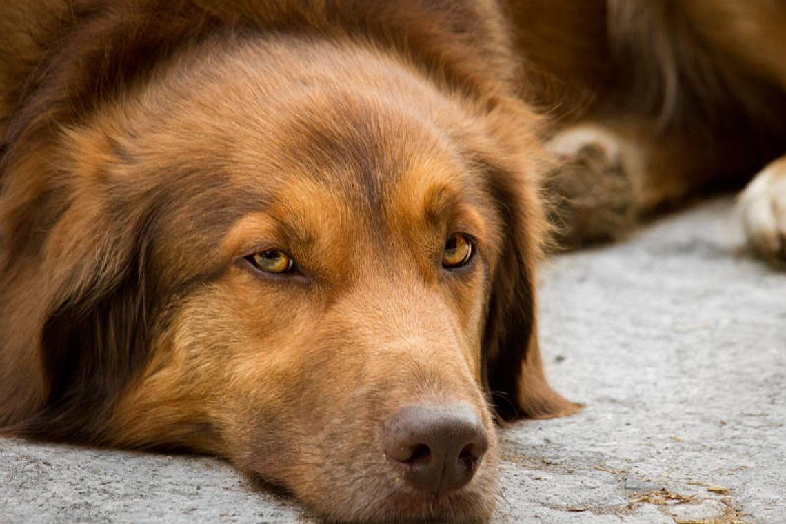 Zaczipuj psa za darmo Zaczipuj psa za darmo