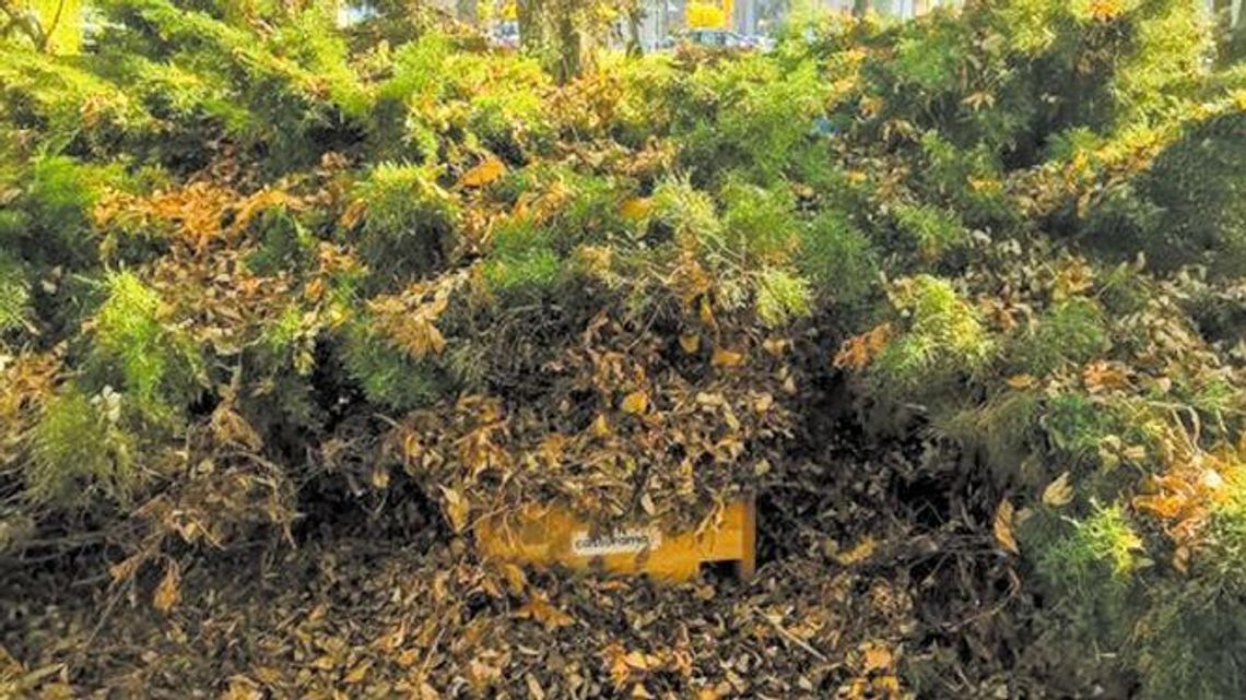 Zadbaj o spokojny sen jeży. W Zamościu ustawiono dla nich osiem domków Zadbaj o spokojny sen jeży. W Zamościu ustawiono dla nich osiem domków