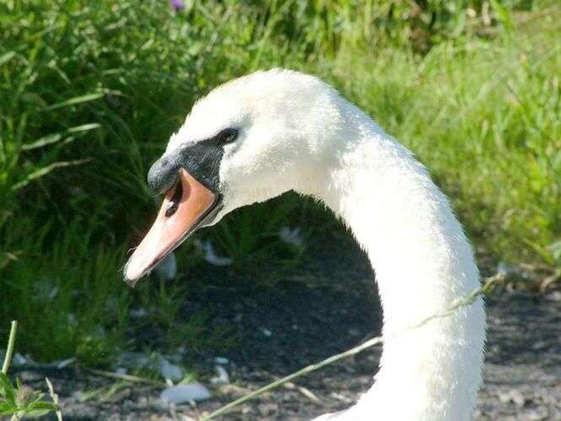 Zagadkowa śmierć 30 łabędzi. Są już wyniki badań toksykologicznych