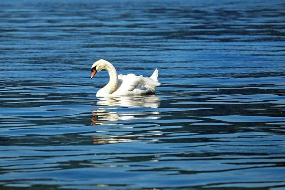 Zagadkowa śmierć łabędzi w Rykach. Padło 30 ptaków