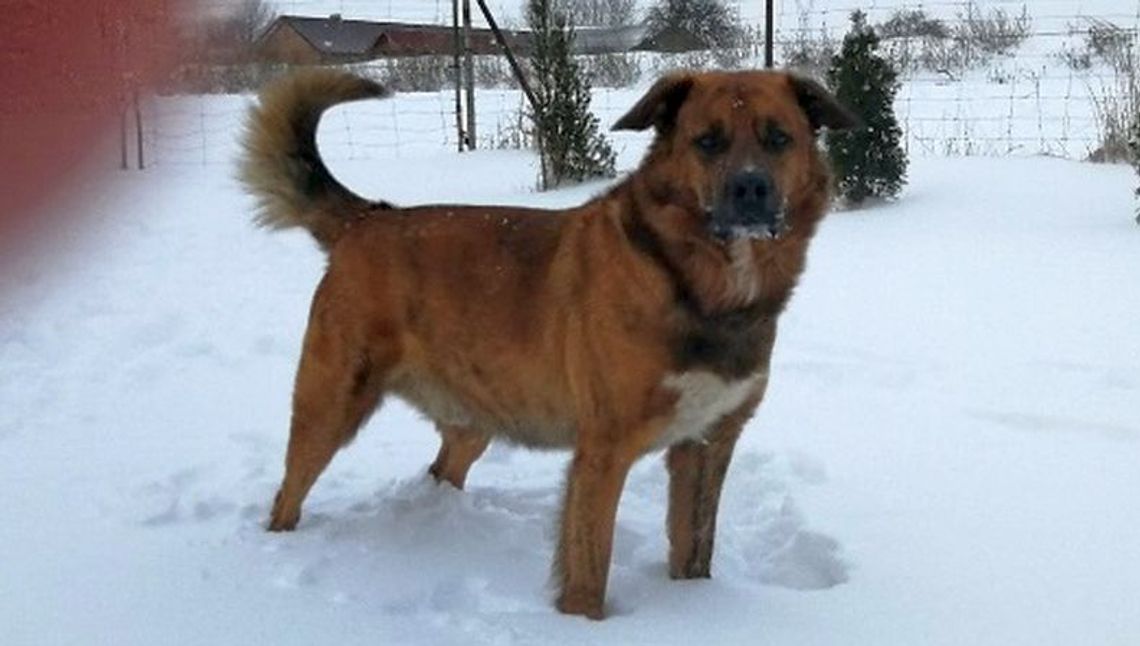 Zaginął pies w okolicach Zemborzyc Podleśnych. Musi przyjmować leki