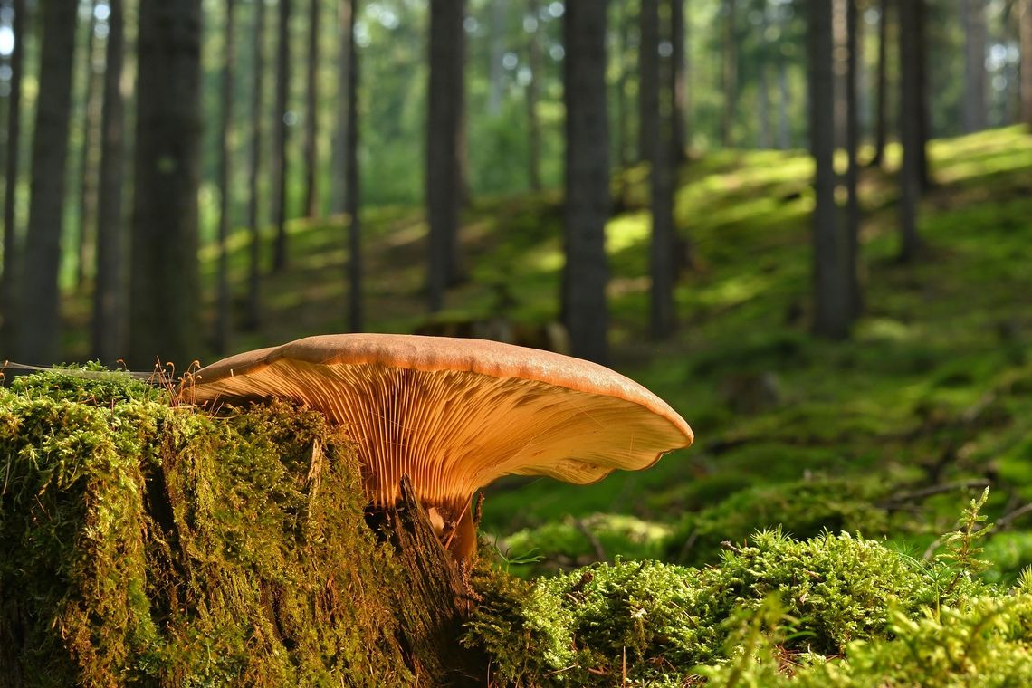 Zaginęła podczas grzybobrania. 56-latka przeszła prawie 8 kilometrów Zaginęła podczas grzybobrania. 56-latka przeszła prawie 8 kilometrów