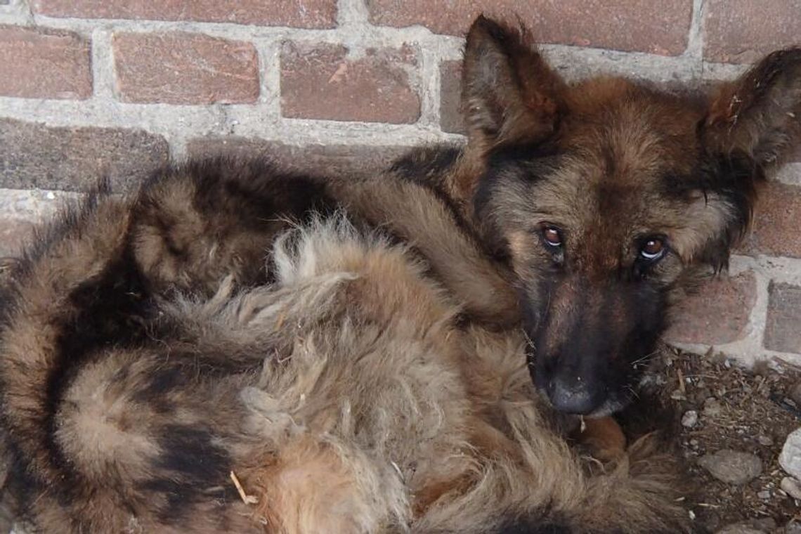 Zagłodzili owczarka, bo nie lubią psów