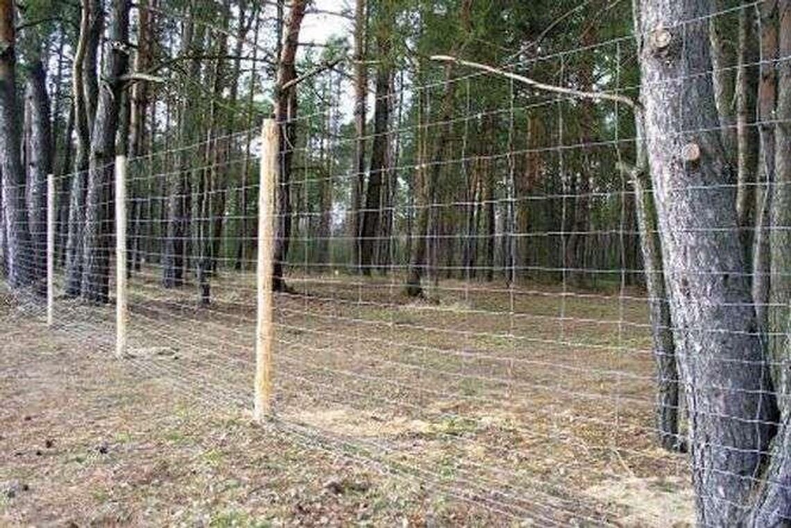 Zagrożenie jest naprawdę bardzo duże. Wzdłuż granicy Polski stanie takie ogrodzenie